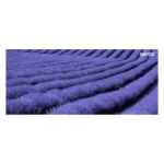 Xerox 006R04688 toner cartridge